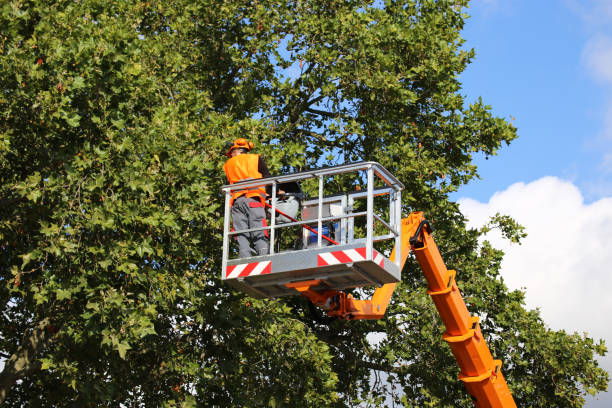 Emergency Storm Tree Removal in Captains Cove, VA